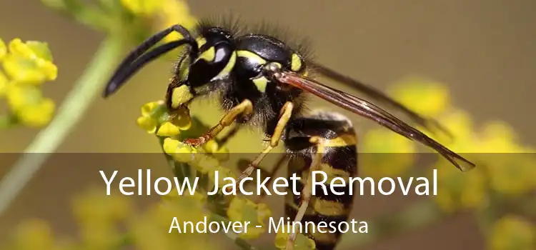 Yellow Jacket Removal Andover - Minnesota