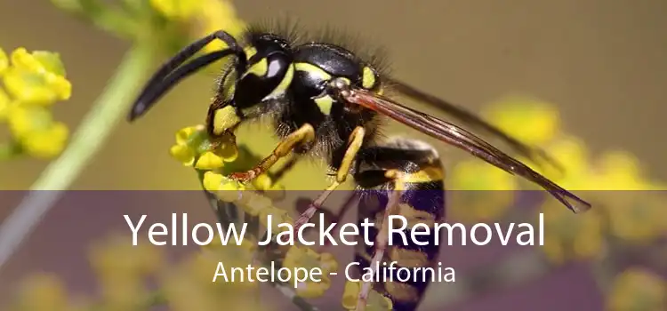 Yellow Jacket Removal Antelope - California