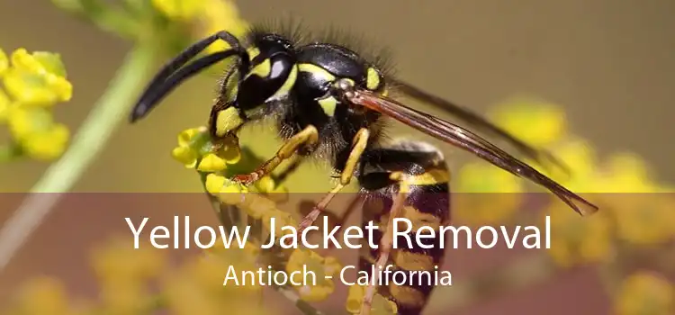 Yellow Jacket Removal Antioch - California
