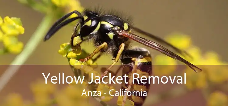 Yellow Jacket Removal Anza - California