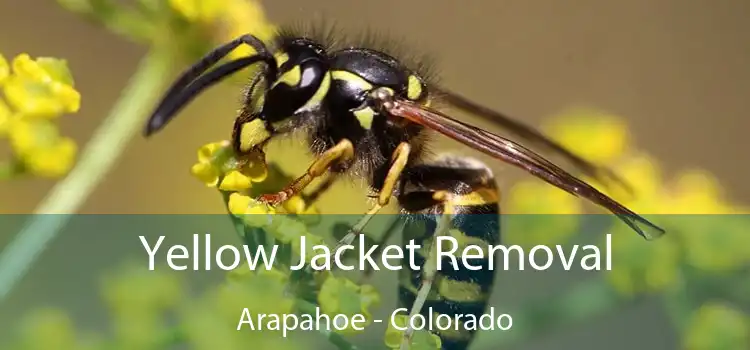 Yellow Jacket Removal Arapahoe - Colorado