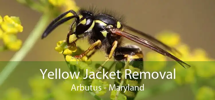 Yellow Jacket Removal Arbutus - Maryland