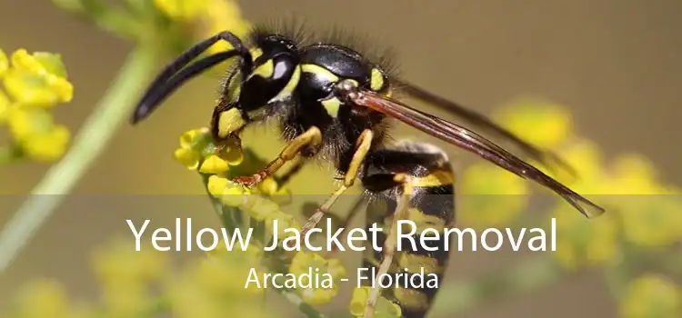Yellow Jacket Removal Arcadia - Florida