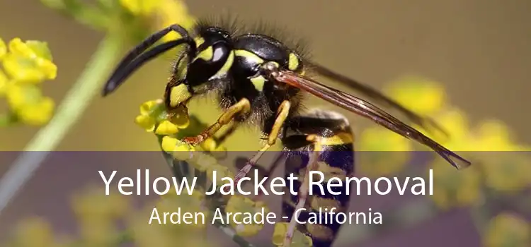 Yellow Jacket Removal Arden Arcade - California