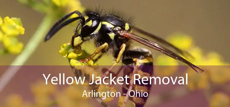 Yellow Jacket Removal Arlington - Ohio