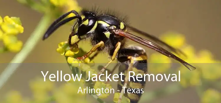 Yellow Jacket Removal Arlington - Texas