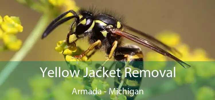 Yellow Jacket Removal Armada - Michigan