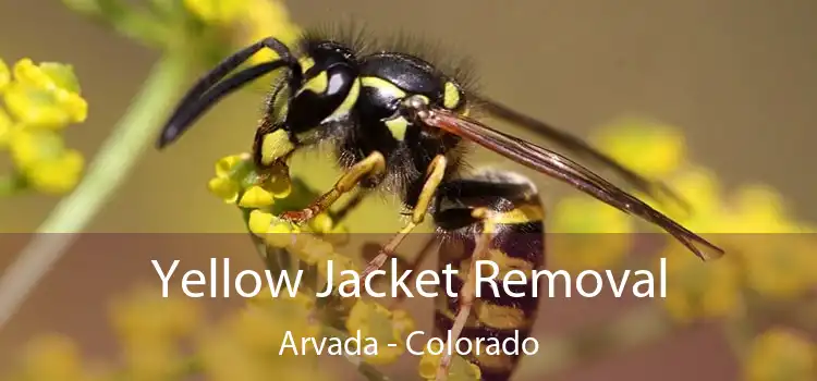 Yellow Jacket Removal Arvada - Colorado