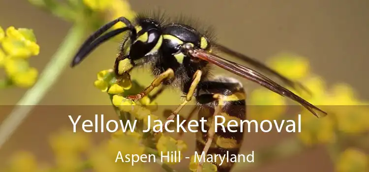 Yellow Jacket Removal Aspen Hill - Maryland