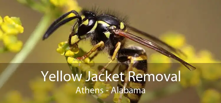 Yellow Jacket Removal Athens - Alabama