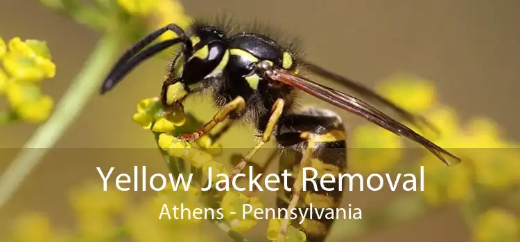 Yellow Jacket Removal Athens - Pennsylvania