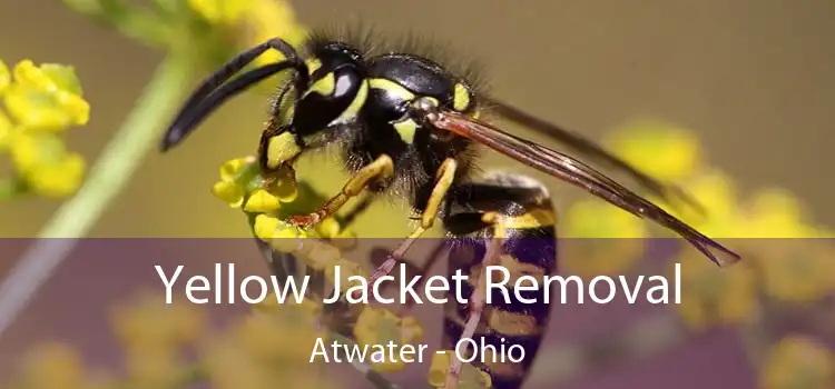 Yellow Jacket Removal Atwater - Ohio