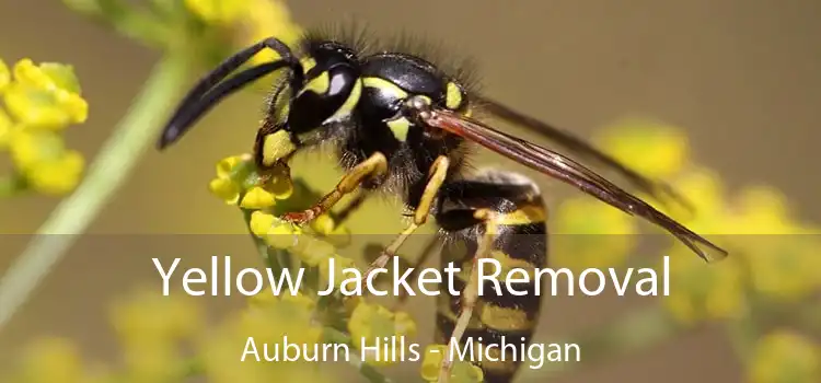 Yellow Jacket Removal Auburn Hills - Michigan