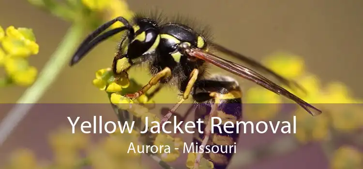 Yellow Jacket Removal Aurora - Missouri