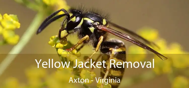 Yellow Jacket Removal Axton - Virginia