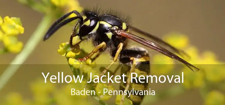 Yellow Jacket Removal Baden - Pennsylvania