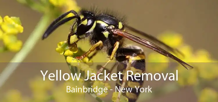 Yellow Jacket Removal Bainbridge - New York
