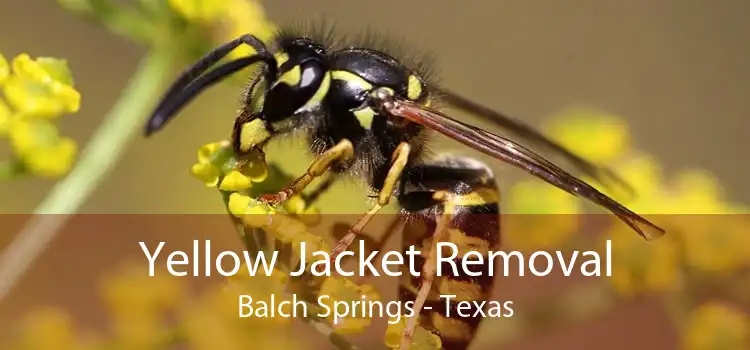 Yellow Jacket Removal Balch Springs - Texas