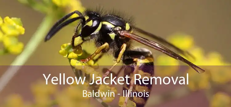 Yellow Jacket Removal Baldwin - Illinois