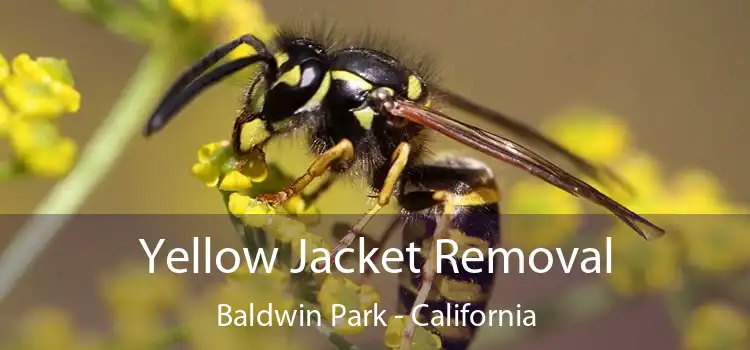 Yellow Jacket Removal Baldwin Park - California