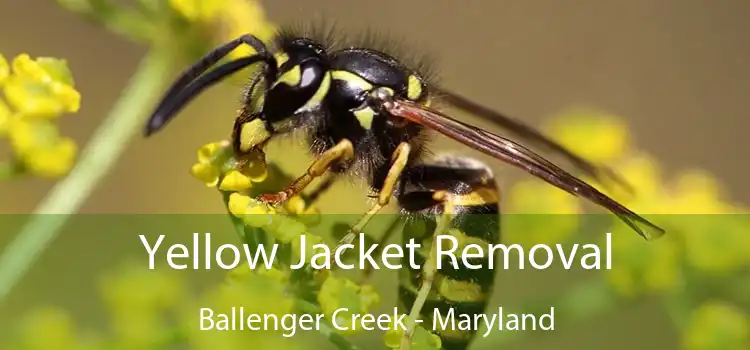 Yellow Jacket Removal Ballenger Creek - Maryland