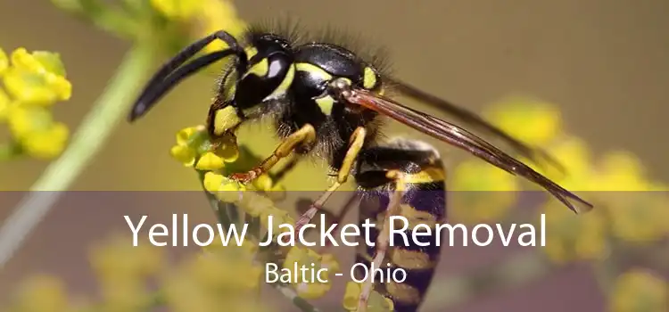 Yellow Jacket Removal Baltic - Ohio