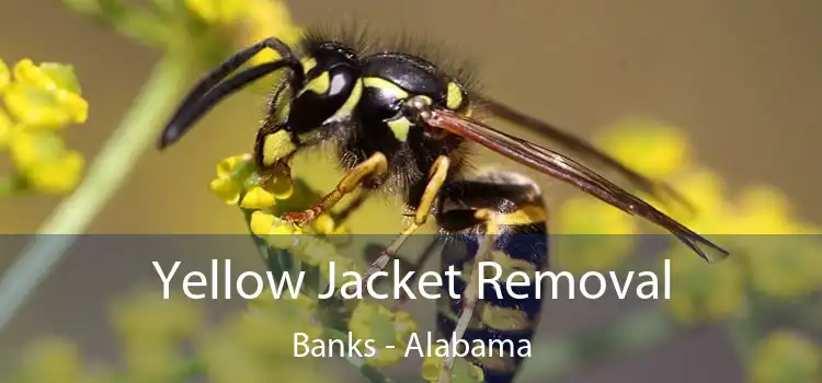 Yellow Jacket Removal Banks - Alabama