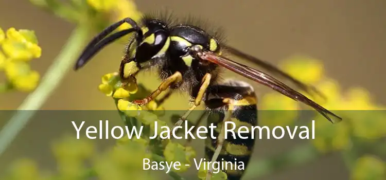 Yellow Jacket Removal Basye - Virginia