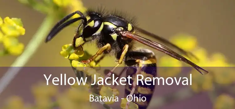 Yellow Jacket Removal Batavia - Ohio