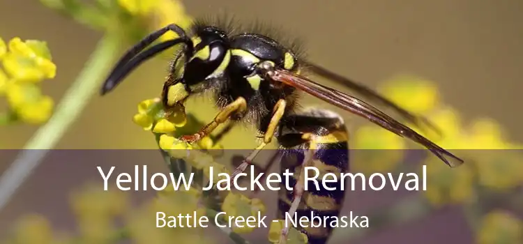 Yellow Jacket Removal Battle Creek - Nebraska