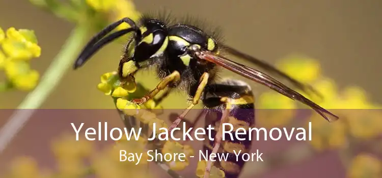 Yellow Jacket Removal Bay Shore - New York