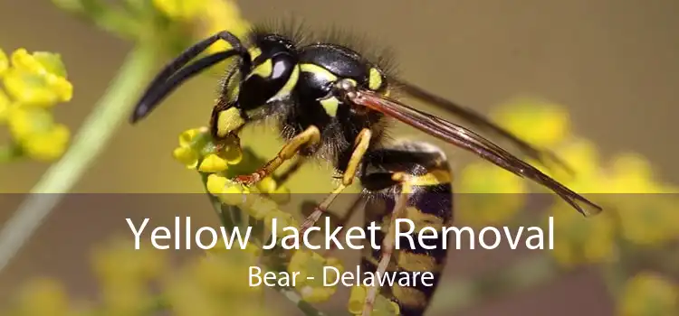 Yellow Jacket Removal Bear - Delaware