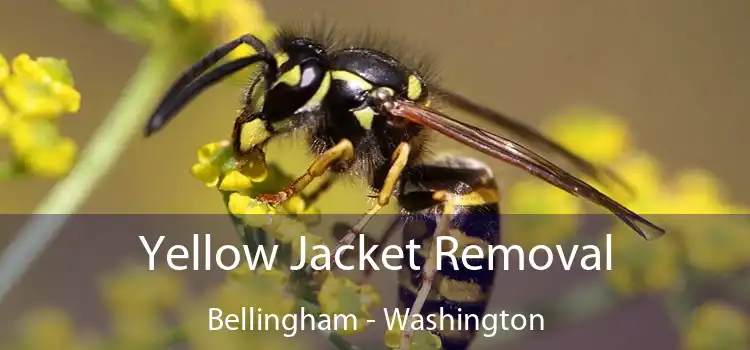 Yellow Jacket Removal Bellingham - Washington