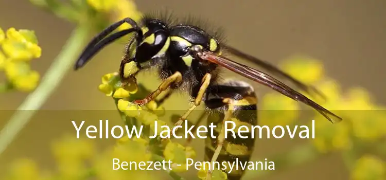 Yellow Jacket Removal Benezett - Pennsylvania