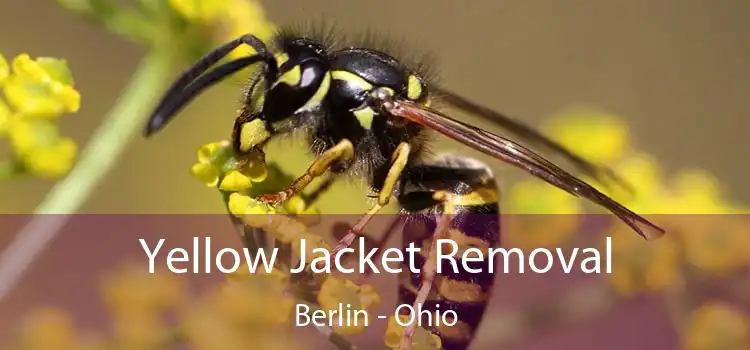 Yellow Jacket Removal Berlin - Ohio