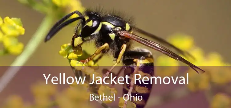 Yellow Jacket Removal Bethel - Ohio