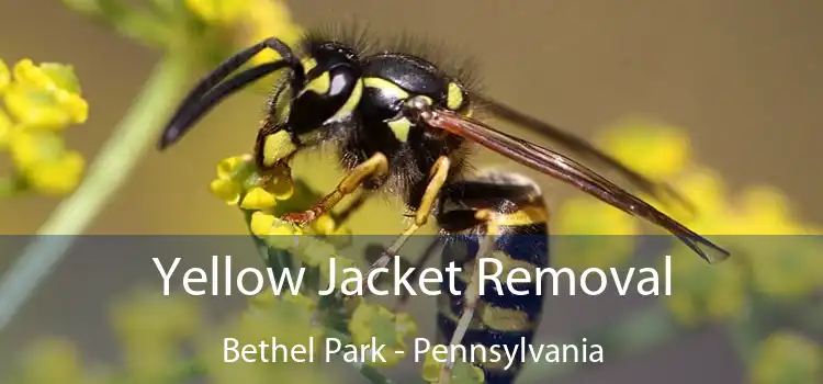 Yellow Jacket Removal Bethel Park - Pennsylvania