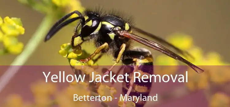 Yellow Jacket Removal Betterton - Maryland