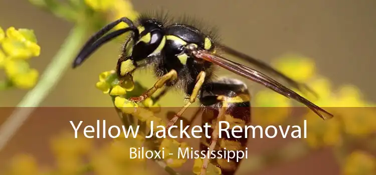 Yellow Jacket Removal Biloxi - Mississippi
