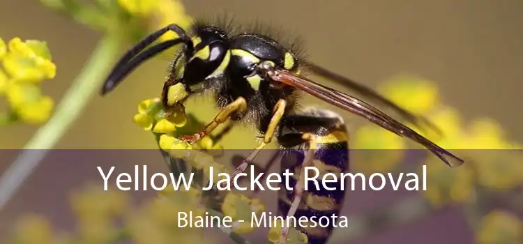 Yellow Jacket Removal Blaine - Minnesota