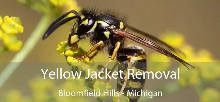 Yellow Jacket Removal Bloomfield Hills - Michigan