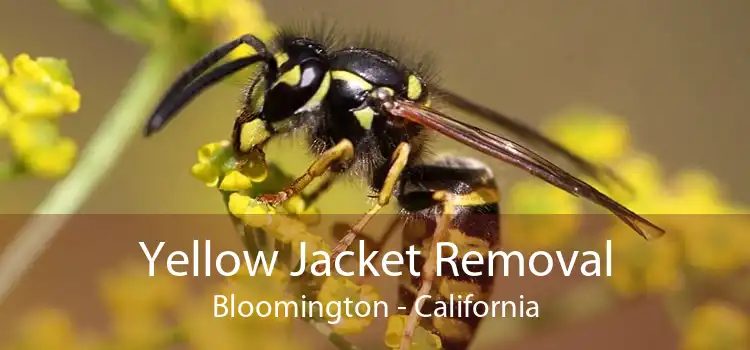 Yellow Jacket Removal Bloomington - California