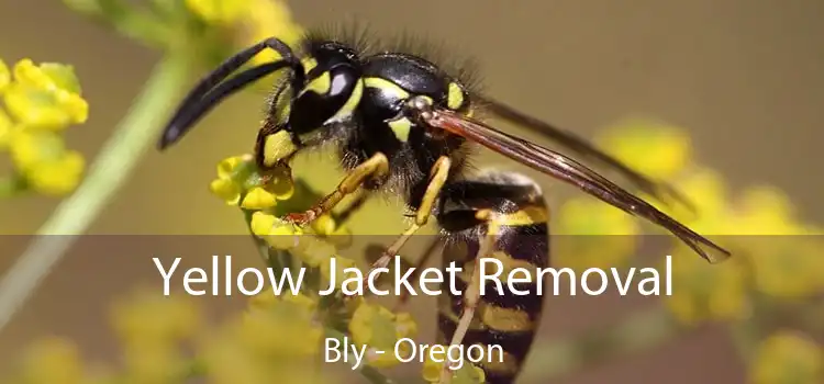 Yellow Jacket Removal Bly - Oregon