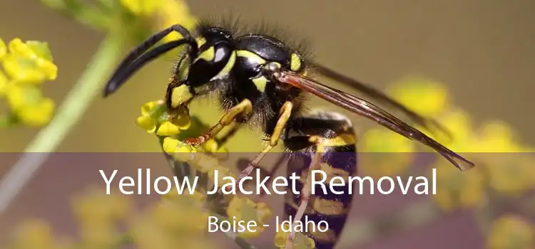 Yellow Jacket Removal Boise - Idaho