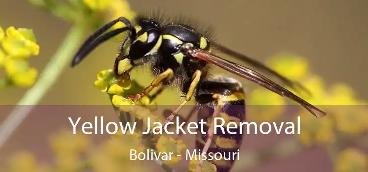 Yellow Jacket Removal Bolivar - Missouri