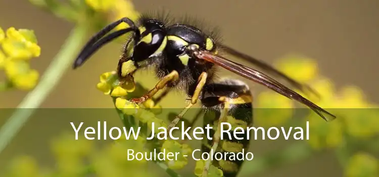 Yellow Jacket Removal Boulder - Colorado