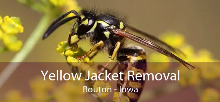 Yellow Jacket Removal Bouton - Iowa