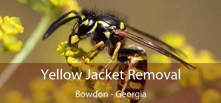 Yellow Jacket Removal Bowdon - Georgia