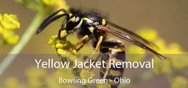 Yellow Jacket Removal Bowling Green - Ohio