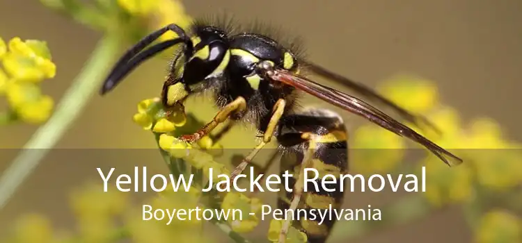Yellow Jacket Removal Boyertown - Pennsylvania